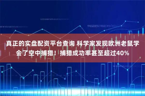 真正的实盘配资平台查询 科学家发现欧洲老鼠学会了空中捕猎！捕猎成功率甚至超过40%